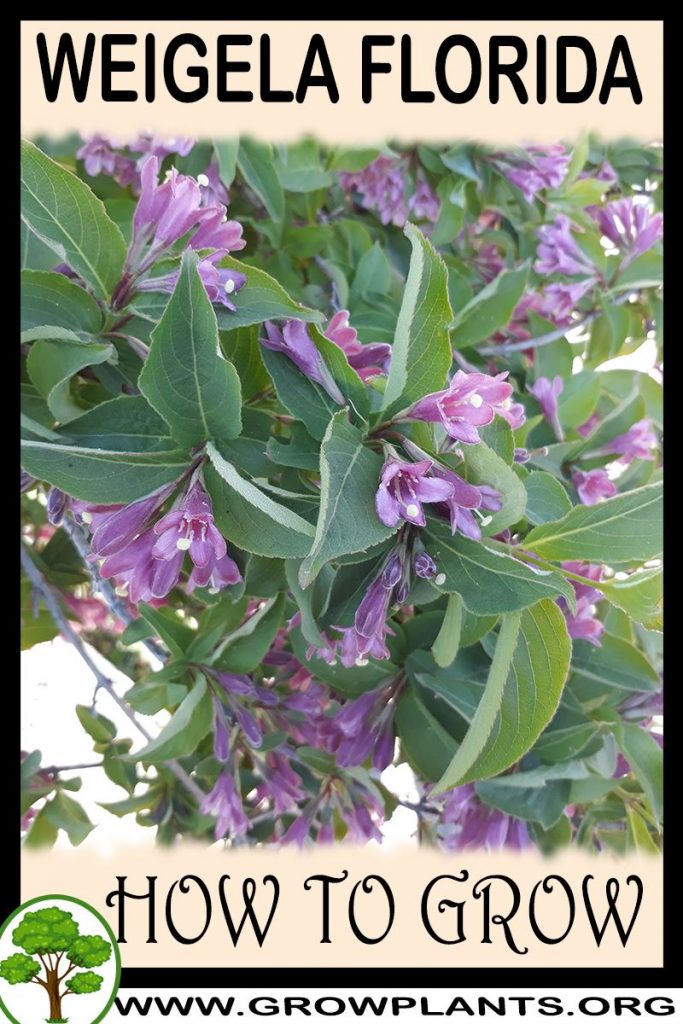 How to grow Weigela florida