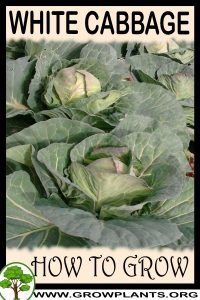 How to grow White cabbage
