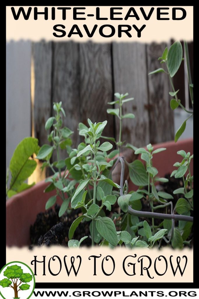 How to grow White leaved Savory