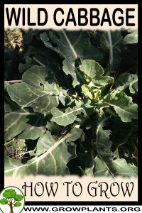 How to grow Wild cabbage