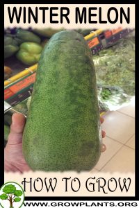 How to grow Winter melon