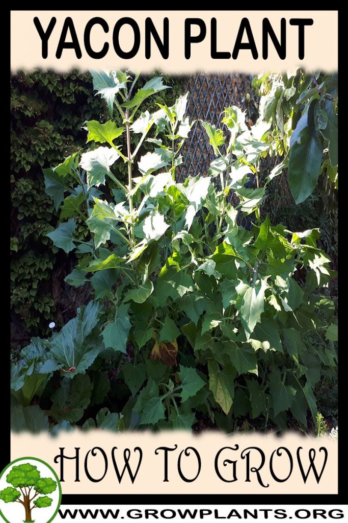 How to grow Yacon