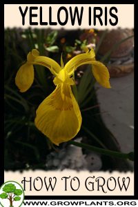 How to grow Yellow iris