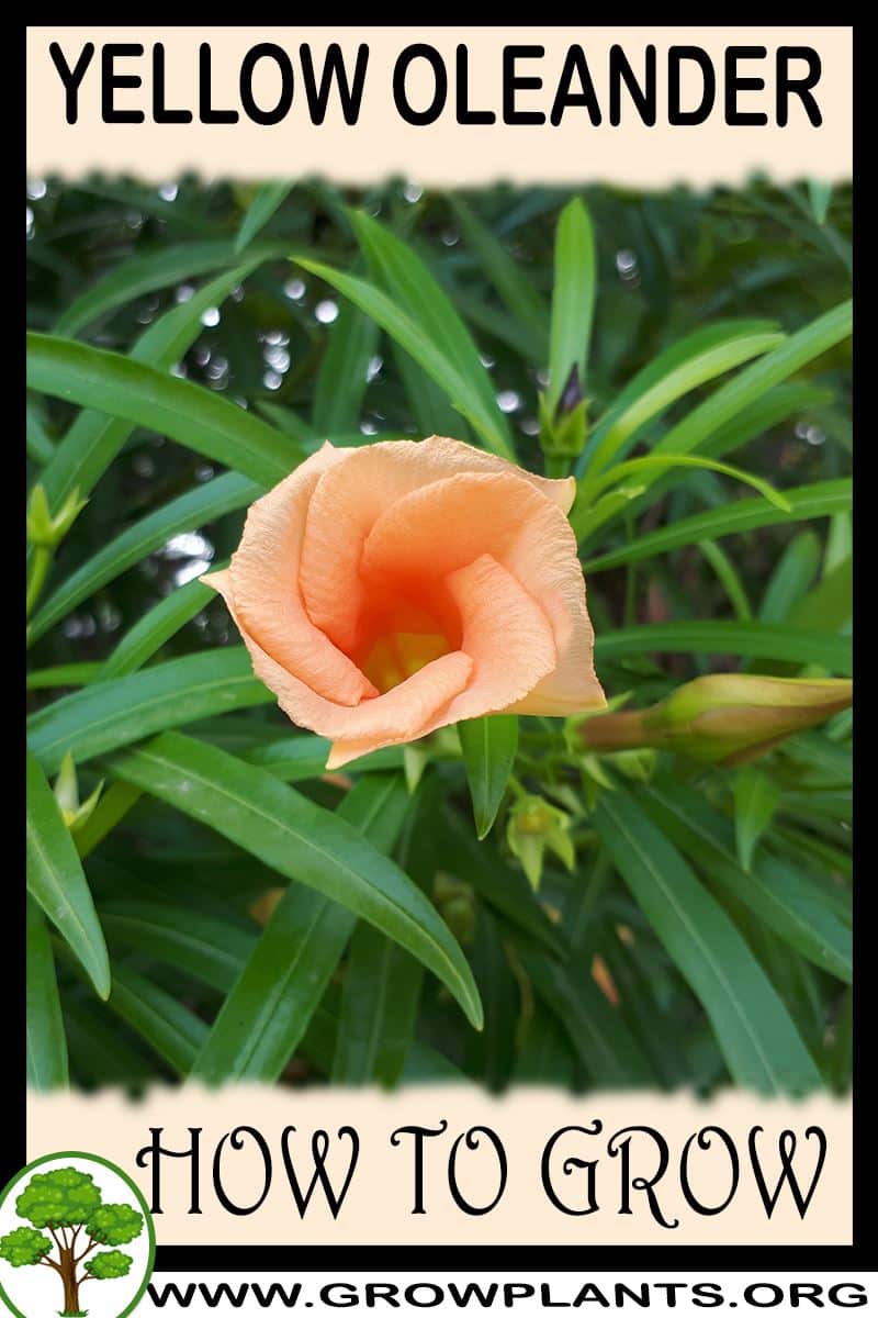 How to grow Yellow oleander