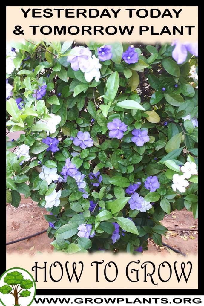 How to grow Yesterday today and tomorrow plant