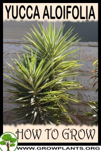 How to grow Yucca aloifolia