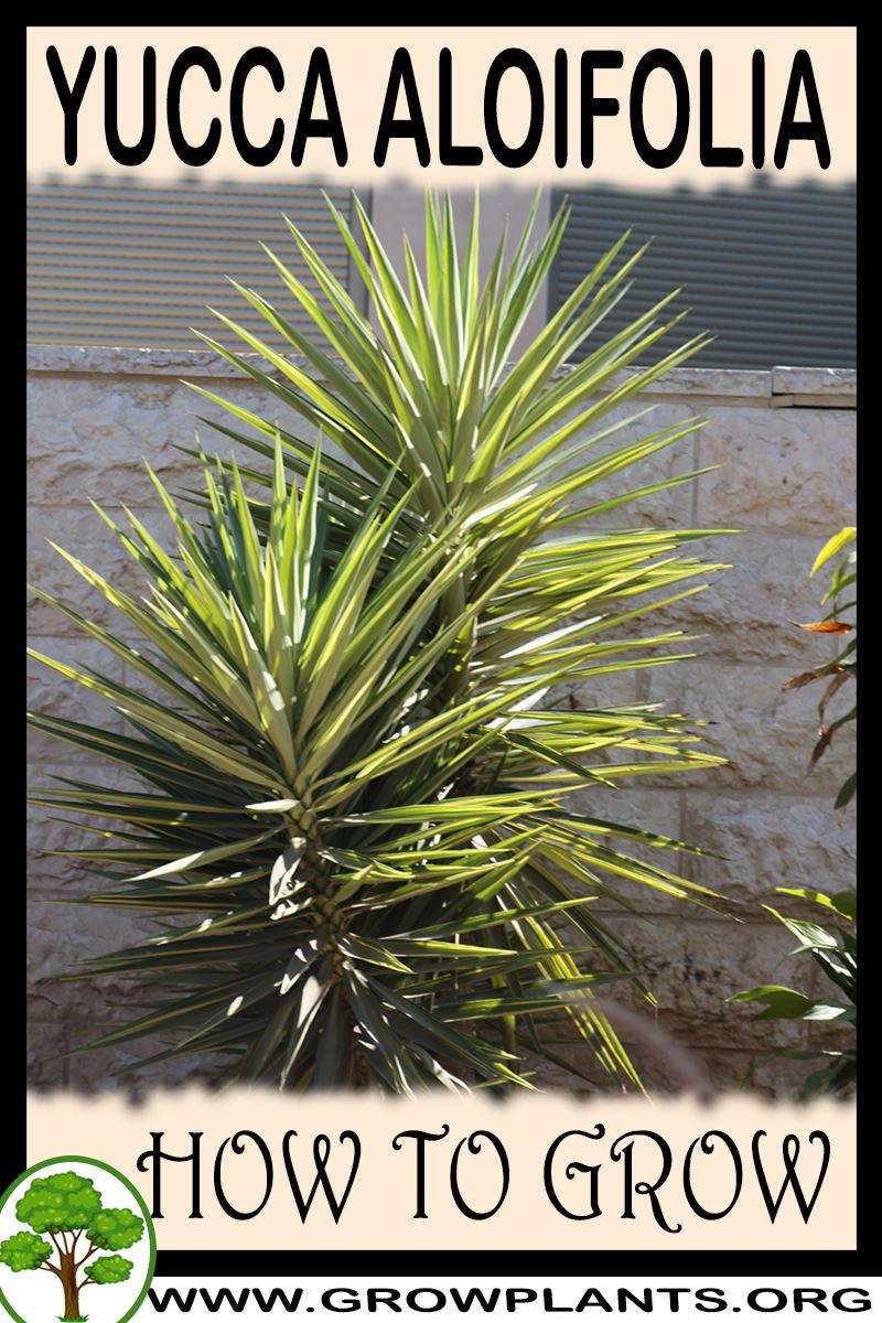How to grow Yucca aloifolia
