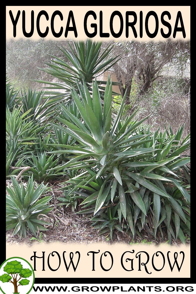 How to grow Yucca gloriosa