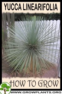 How to grow Yucca linearifolia