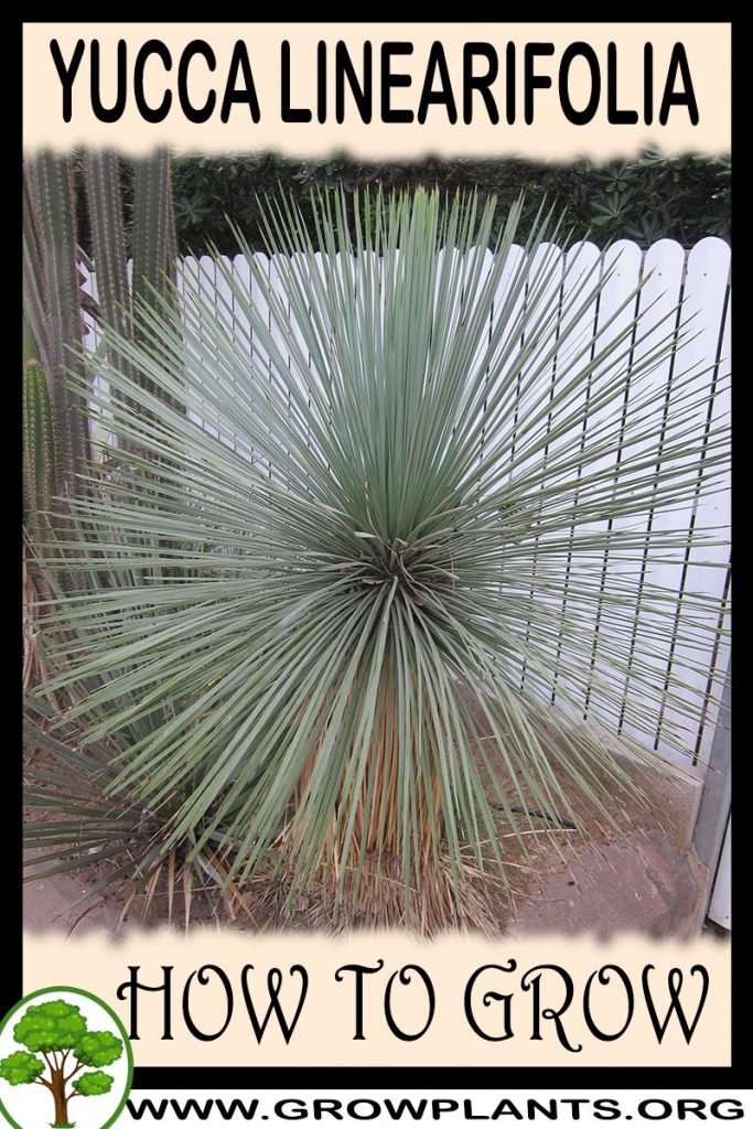How to grow Yucca linearifolia