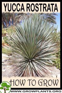 How to grow Yucca rostrata