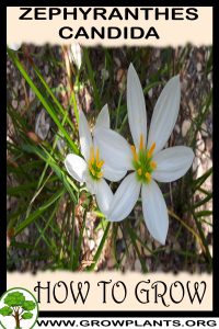 How to grow Zephyranthes candida