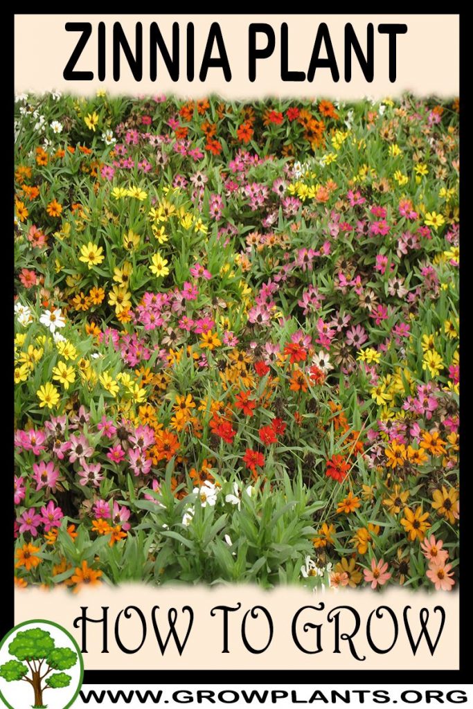 How to grow Zinnia