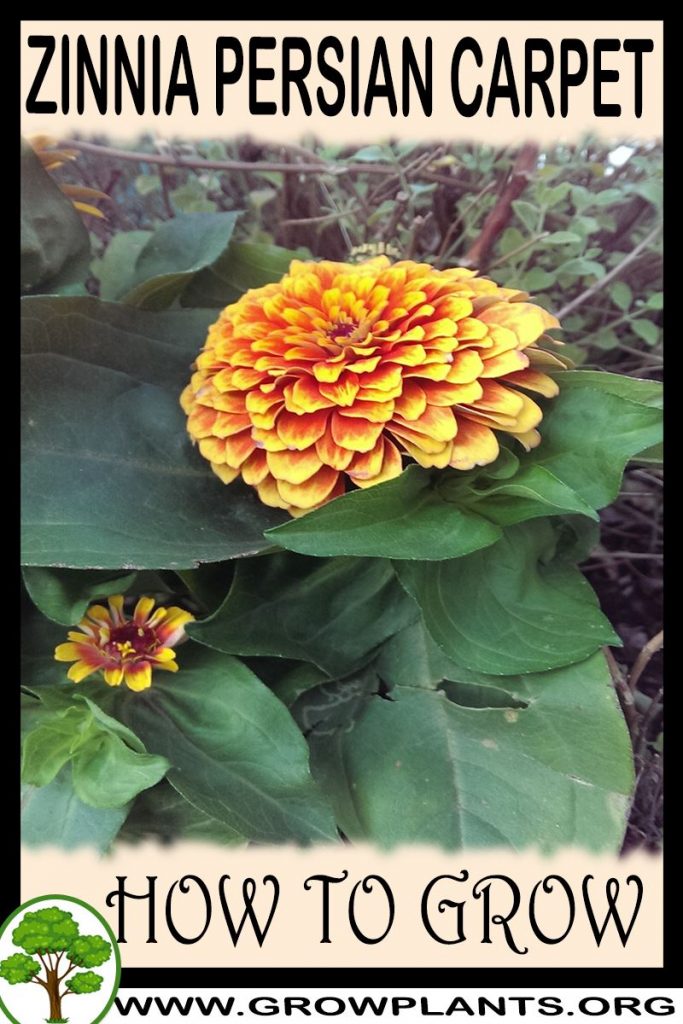 How to grow Zinnia persian carpet