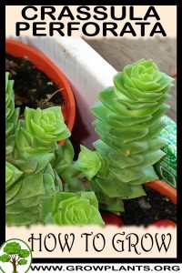 How to grow Crassula perforata