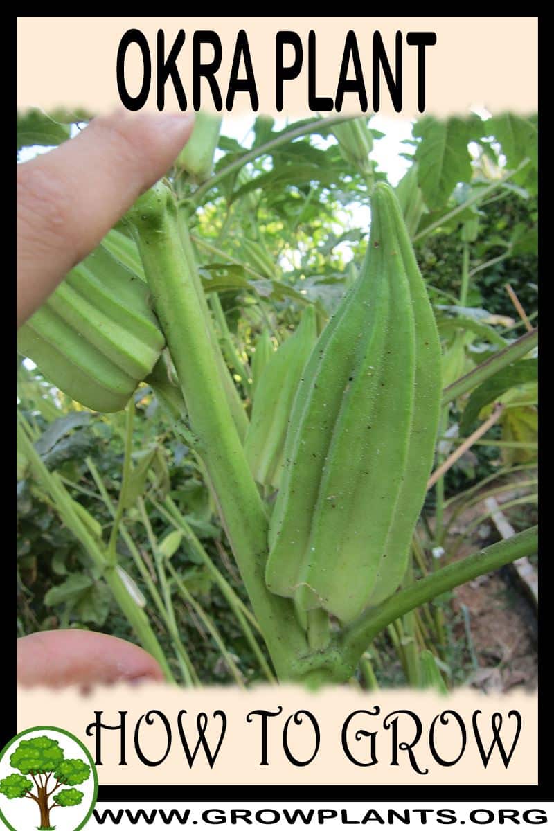 How to grow Okra