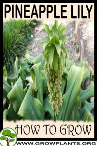 How to grow pineapple lily