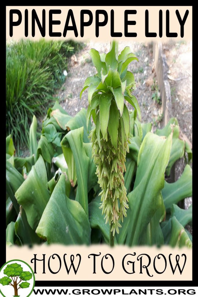 How to grow pineapple lily