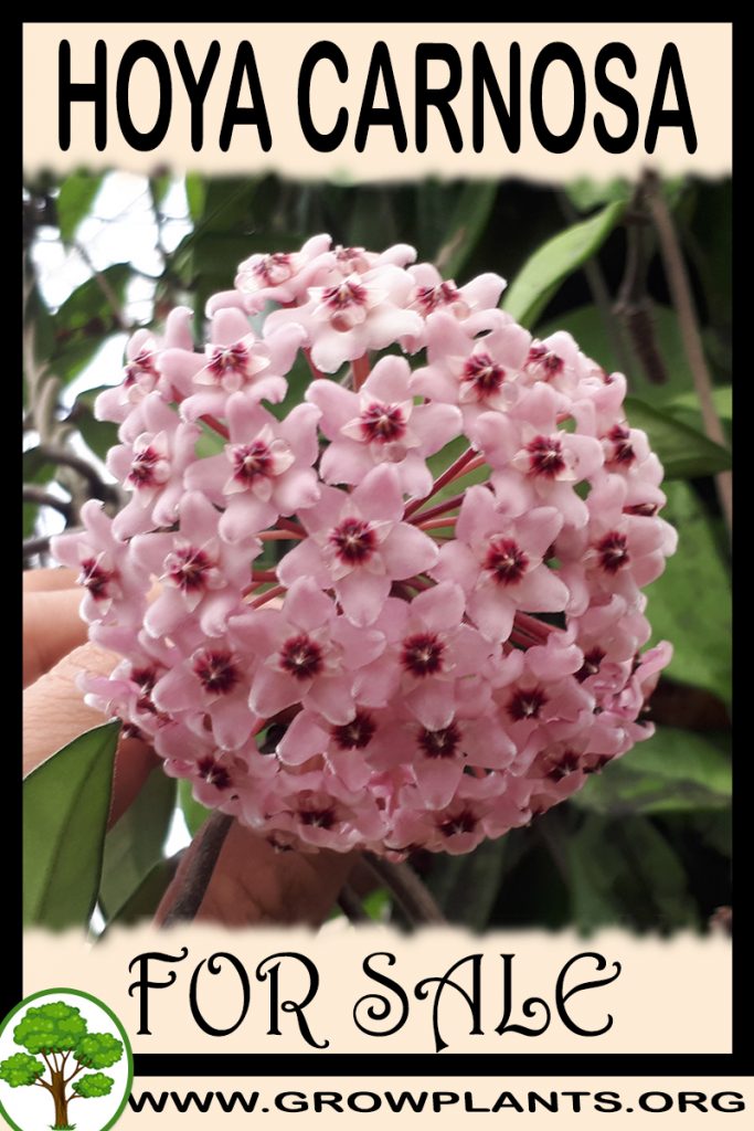Hoya carnosa for sale