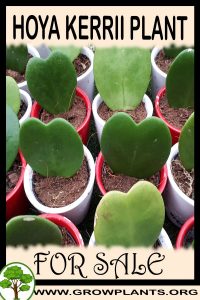 Hoya kerrii plant for sale