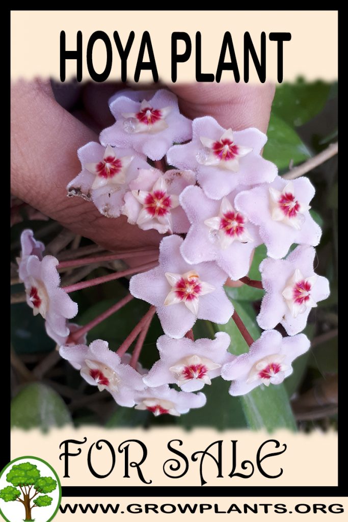 Hoya plant for sale