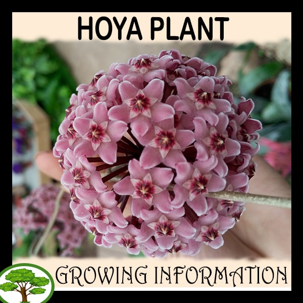Hoya Growing information
