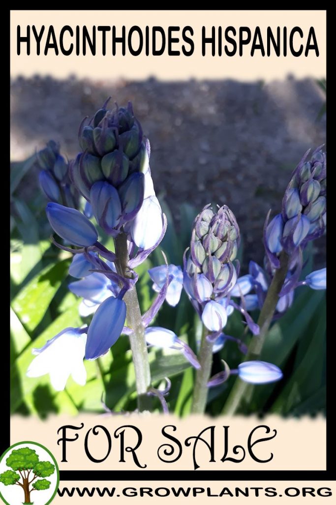 Hyacinthoides hispanica for sale