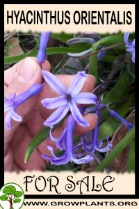 Hyacinthus orientalis for sale