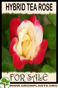Hybrid tea rose for sale