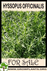 Hyssopus officinalis for sale