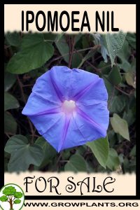 Ipomoea nil for sale