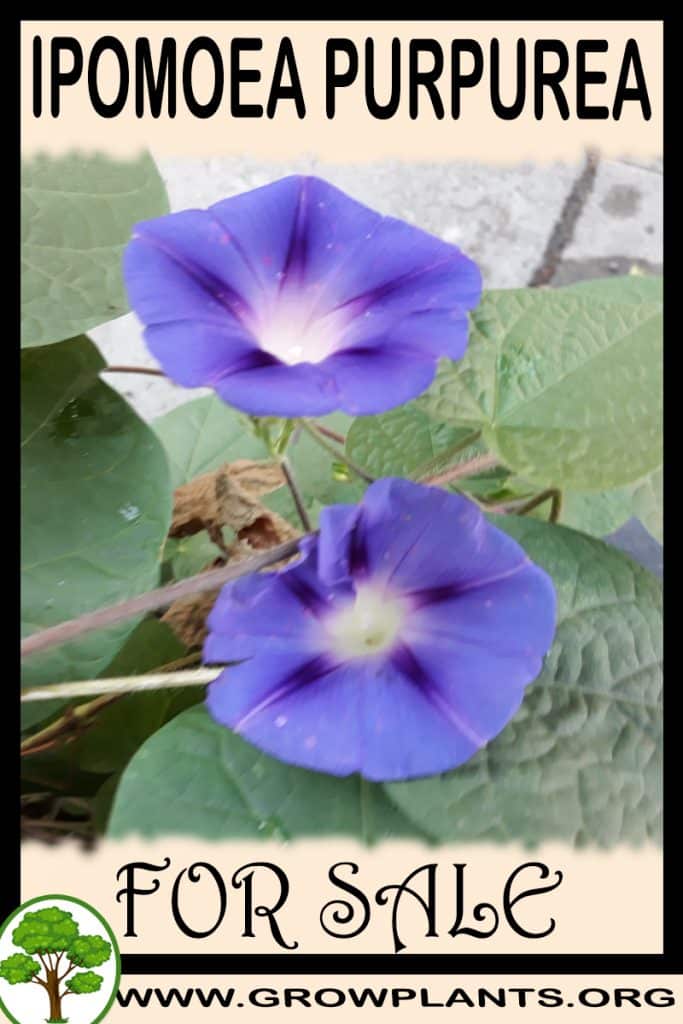 Ipomoea purpurea for sale