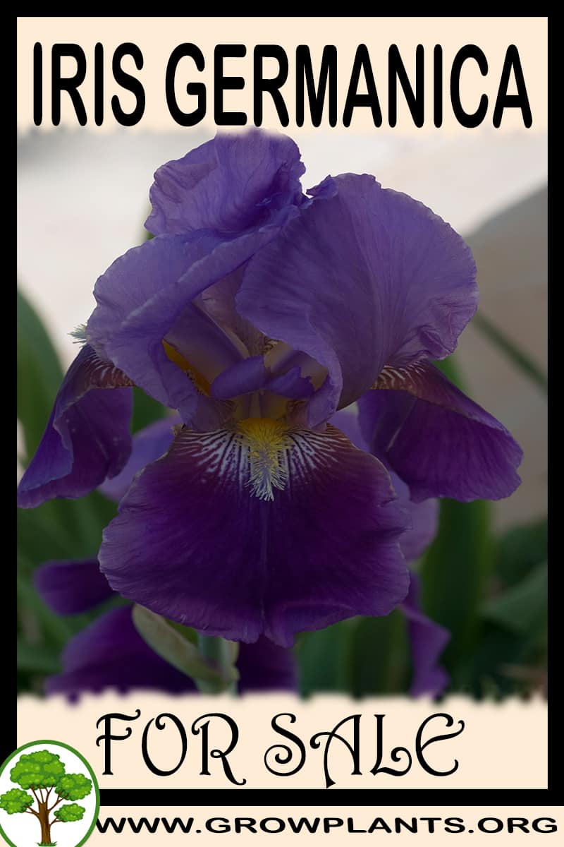 Iris germanica for sale