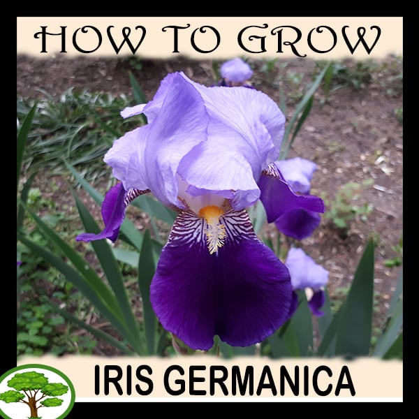Iris germanica - all need to know