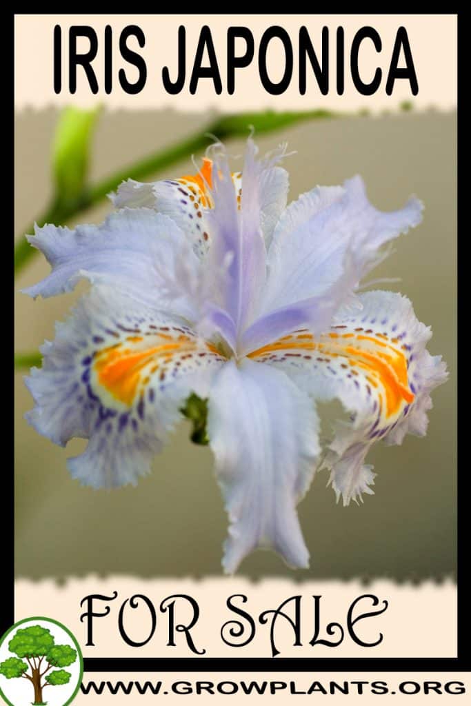 Iris japonica for sale