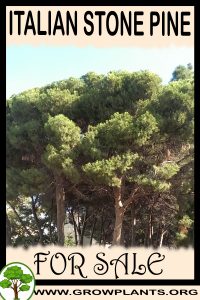 Italian stone pine for sale