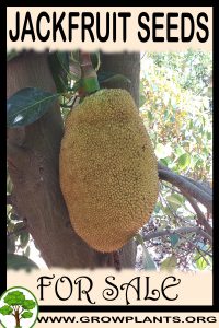 Jackfruit seeds for sale
