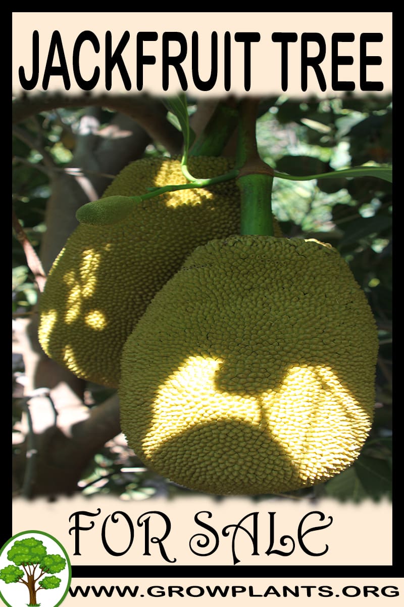 Jackfruit tree for sale