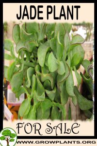 Jade plant for sale