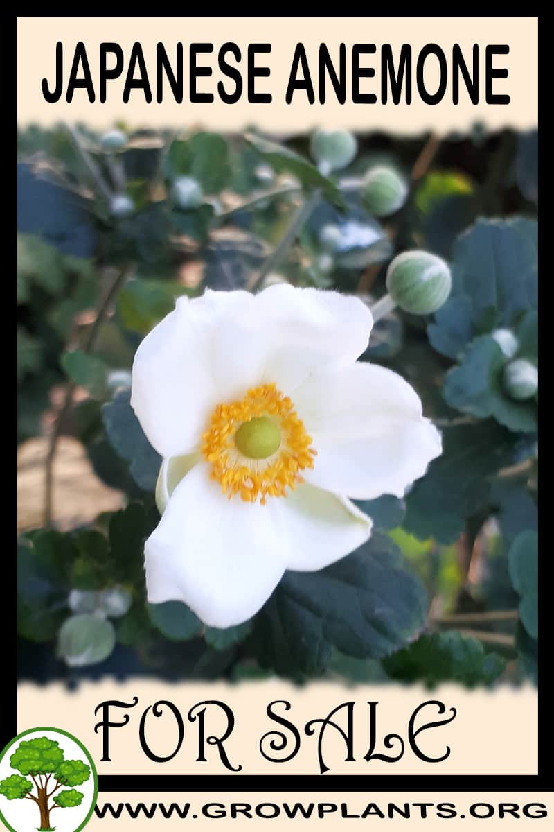 Japanese anemone for sale