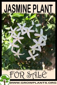 Jasmine plant for sale