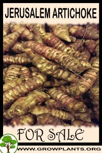 Jerusalem artichoke tubers for sale