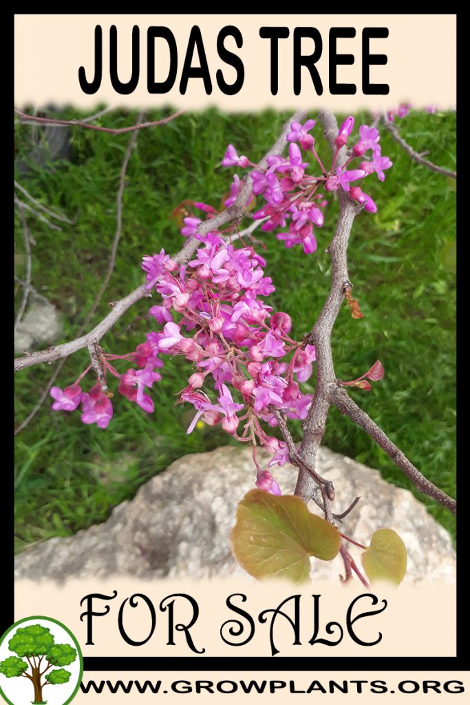 Judas tree for sale