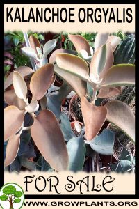 Kalanchoe orgyalis for sale