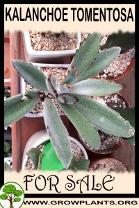 Kalanchoe tomentosa for sale