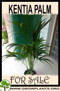 Kentia palm for sale