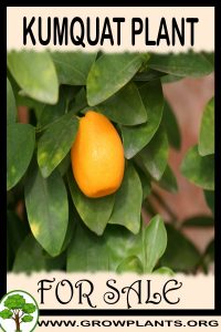 Kumquat for sale