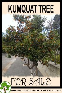 Kumquat tree for sale