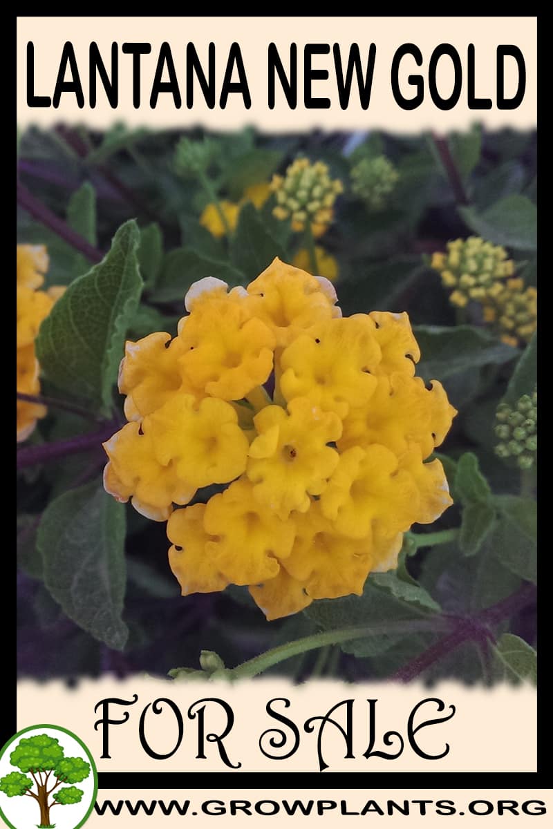 Lantana new gold for sale