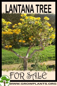 Lantana tree for sale